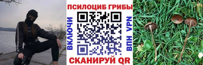 Псилоцибиновые грибы Cubensis  закладка  Северская 
